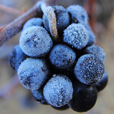 Gelée de Grenache, Châteauneuf du Pape